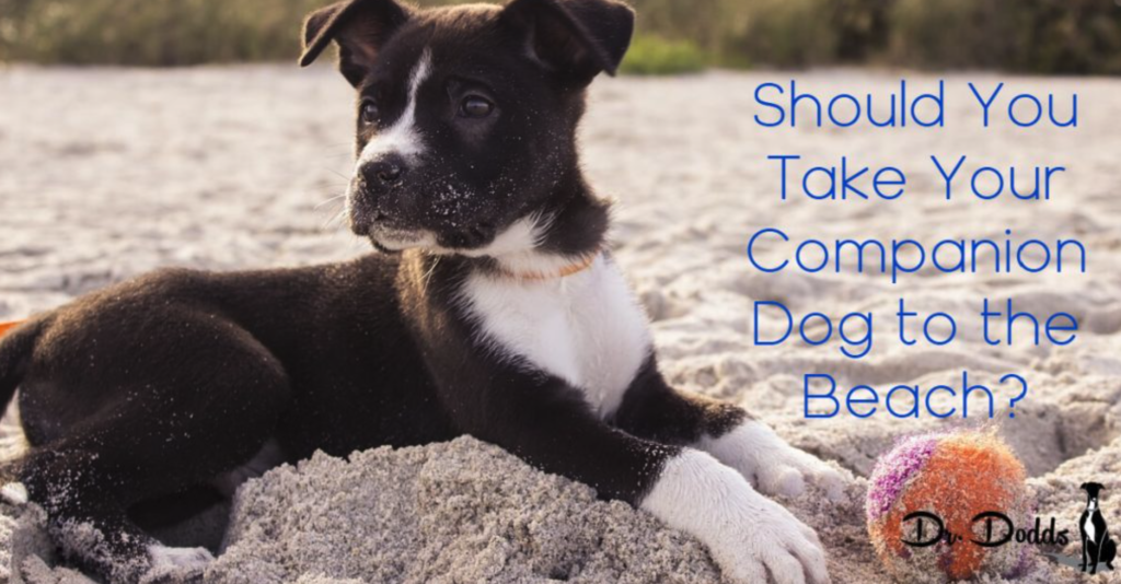 Should You Take Your Companion Dog to the Beach? I Love My New White