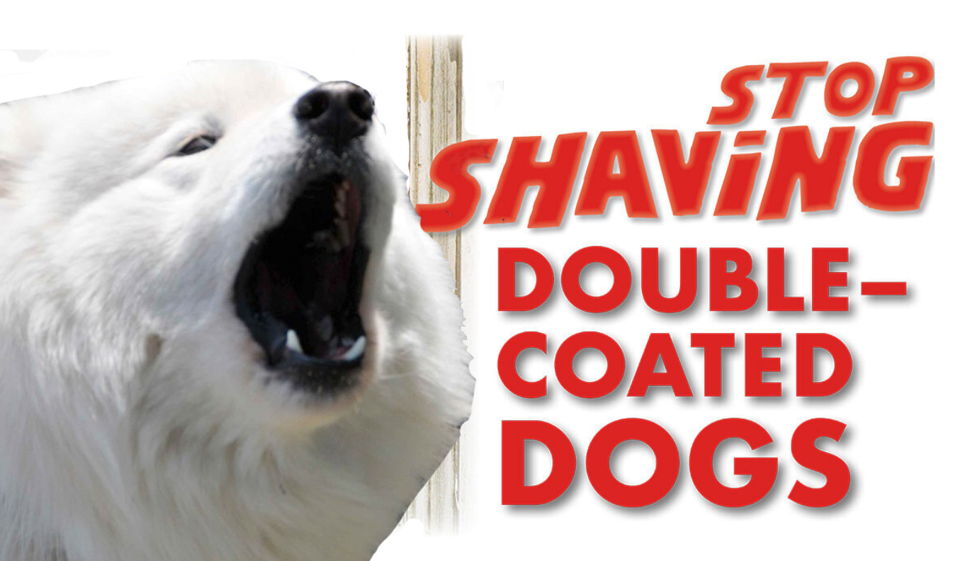 Stop Shaving Double Coated Dogs I Love My New White Magic Samoyed Puppy Guide